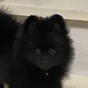 ちろすけクンの画像