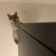 w..oの画像