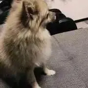 ポメちゃんの画像