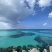 ホシタイヨウの画像