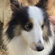 まるこの画像