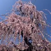 春よ来いの画像