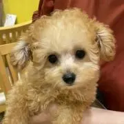 心ちゃんの画像