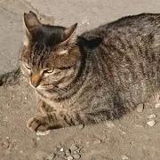 茶猫しま猫