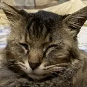 まめの画像