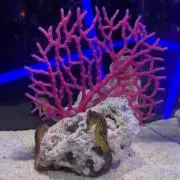 大福の画像