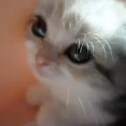 pikaso