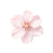 桜の画像