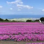sansanの画像