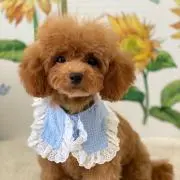 じょむさし