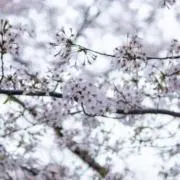@の画像