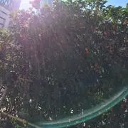 こる