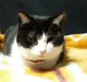ほるりの画像