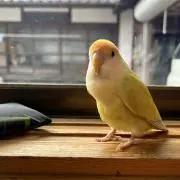 えーこの画像