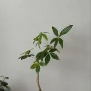 HANAの画像