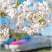 こまちこ