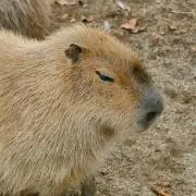 tomhickokの画像