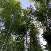 Hideの画像