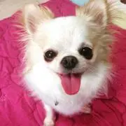 ぽぽん