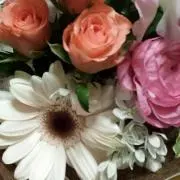 ワンだむの画像
