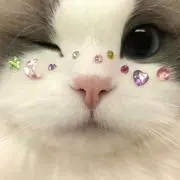 Rの画像