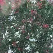 ゆーぴょんの画像