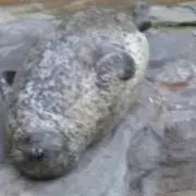 フラボー