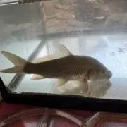 ラー油の画像