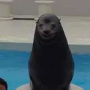 おしの