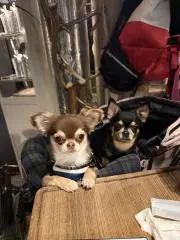 chichichi