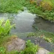 xsu
