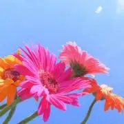 ゆまの画像