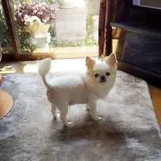 トネの画像
