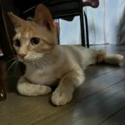 ラッキーゆいの画像