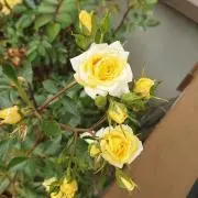 ゆきちの画像