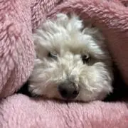 ハピこむzzの画像