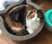 ラテの画像