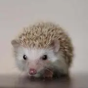 natu