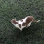 rrrの画像