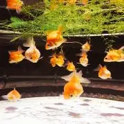 おらるくんの画像
