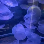 ちゃの画像
