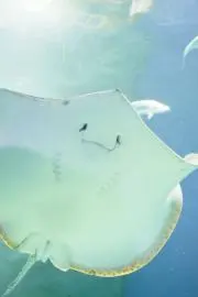 a y aの画像