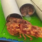 タケシ