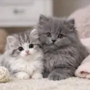 ねこまる‪の画像