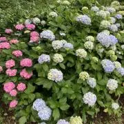 ほうれん草の画像