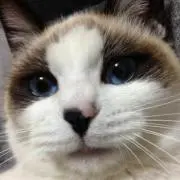 とし