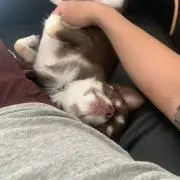 エル♡