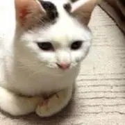 なでしこ（プロフ必読）の画像