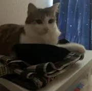いおり