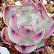 sale!おらいさん プリンセスティアラ 苗 ミックスベリア - メルカリ